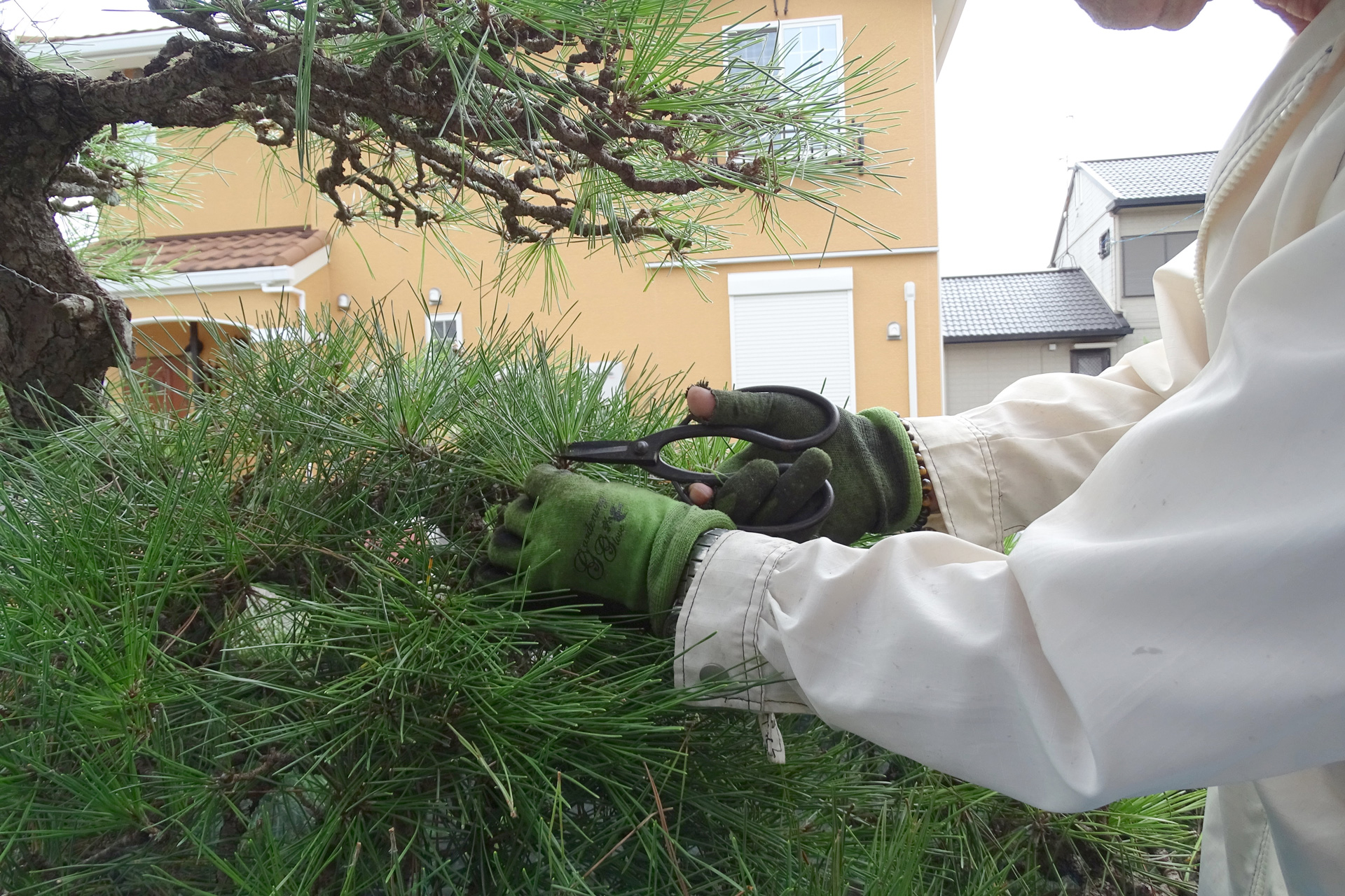 豊後大野市,むくむく,庭じまい