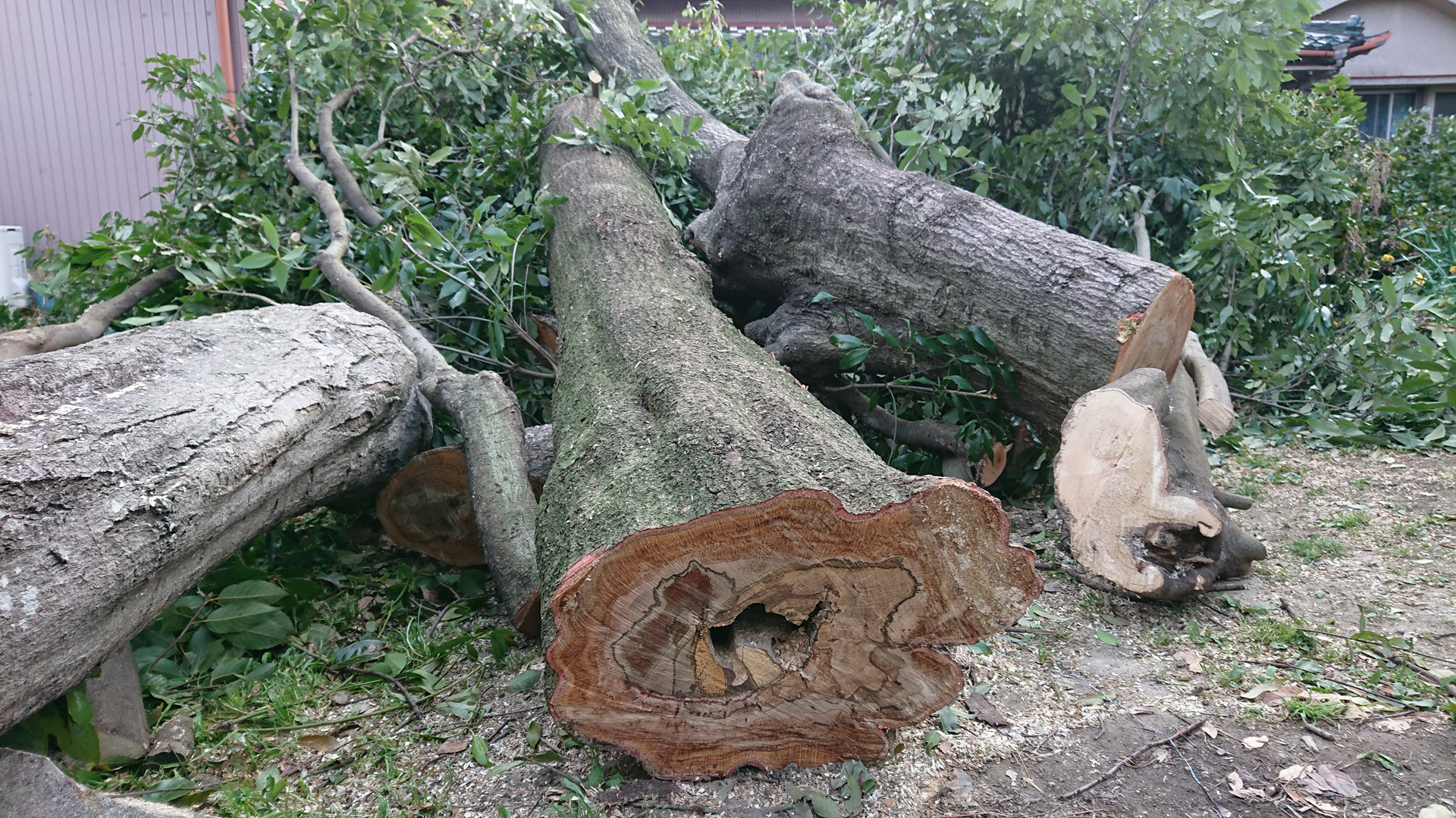 豊後大野市,むくむく,庭じまい